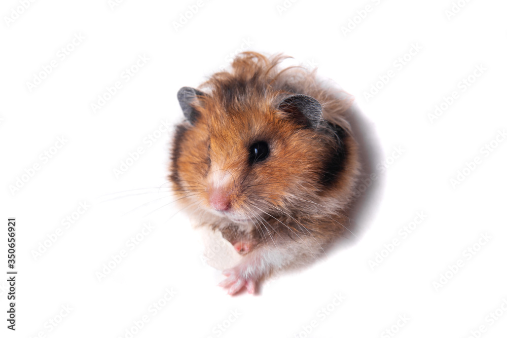 Syrian hamster peeps through a hole in paper Syrian hamster peeps through a hole in paper