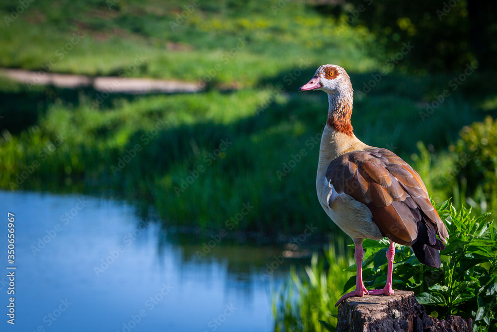 Fototapeta premium Nilgans steht an einem See
