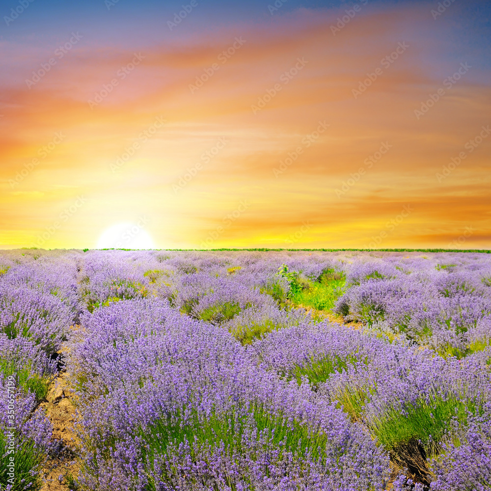 Obraz premium Beautiful Lavender field, sun set and lines.