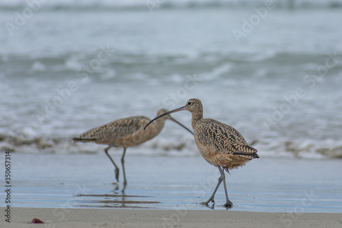 Long Beak Curlew © Marcos