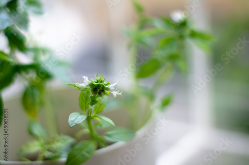 Little blossoms appearing on homegrown basil her in the pot on a window sill close-up macro