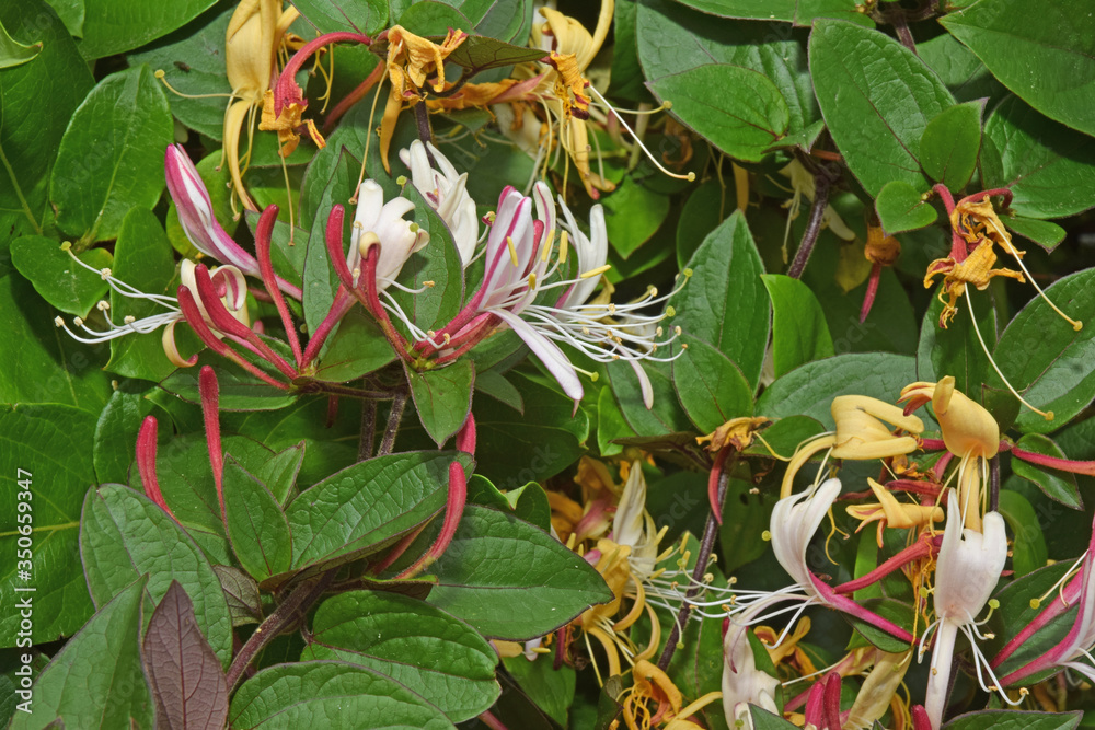 Au jardin : gros plans de chèvrefeuille en fleurs Au jardin : gros plans de chèvrefeuille en fleurs