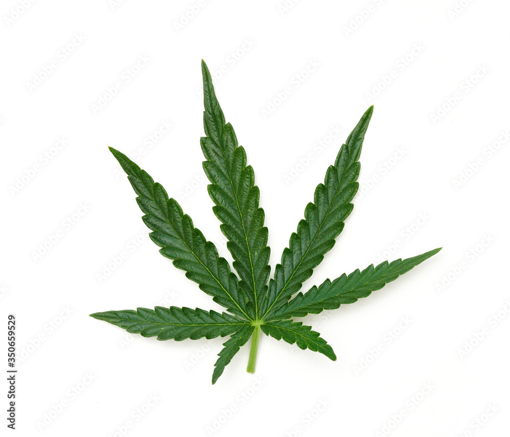 Single marijuana leaf - 03 Single marijuana leaf - 03