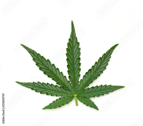Single marijuana leaf - 01
