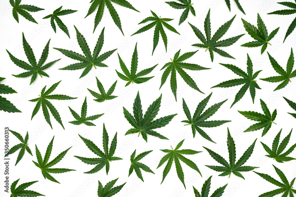 Large marijuana leaf group shot