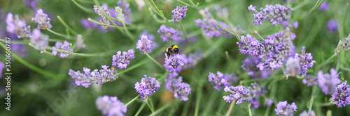 Lavender blossom in France. Purple flowers, incredible perfume, perfect color match. Little bee sitting on the branch. Banner