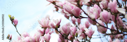 Pink magnolia amaizing spring blossom. Bright colorful flowers. Banner © ArtSys