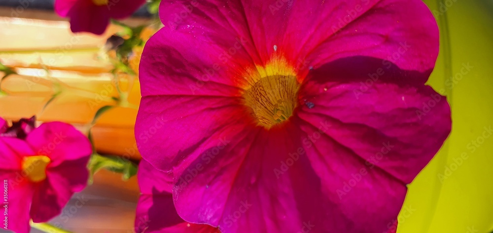 Pétunia rose au cœur jaune Pétunia rose au cœur jaune
