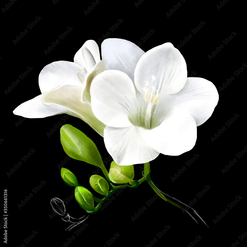 Obraz premium Beautiful freesia flower, fresh spring flower close-up isolated on black background. Spring pattern, elegant amazing artistic image, free space