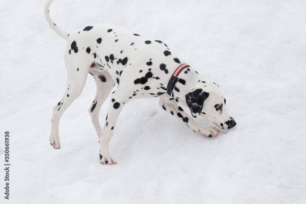 Cute dalmatian puppy on a white snow in the winter park. Pet animals. Cute dalmatian puppy on a white snow in the winter park. Pet animals.