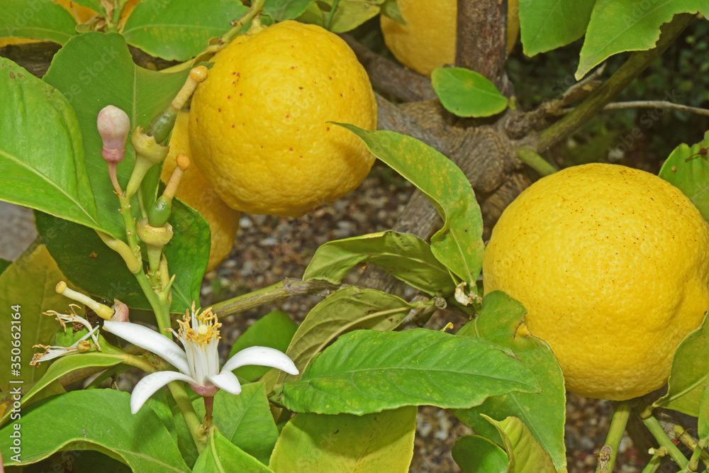 Au jardin : citronnier chargé de fruits bien jaunes.