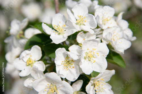 Blooming branch of an Apple tree close up