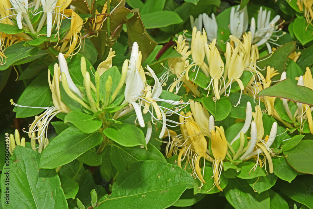 Au jardin : gros plans de chèvrefeuille en fleurs