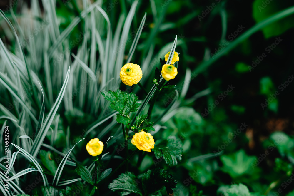 The flowering of ranunculus. Beautiful yellow flowers. The flowering of ranunculus. Beautiful yellow flowers.