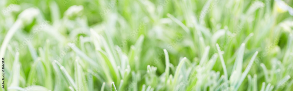 Glass Globe in the Grass. Green Planet Concept for Environment. Enviroment. Earth day theme. Glass Globe in the Grass. Green Planet Concept for Environment. Enviroment. Earth day theme.