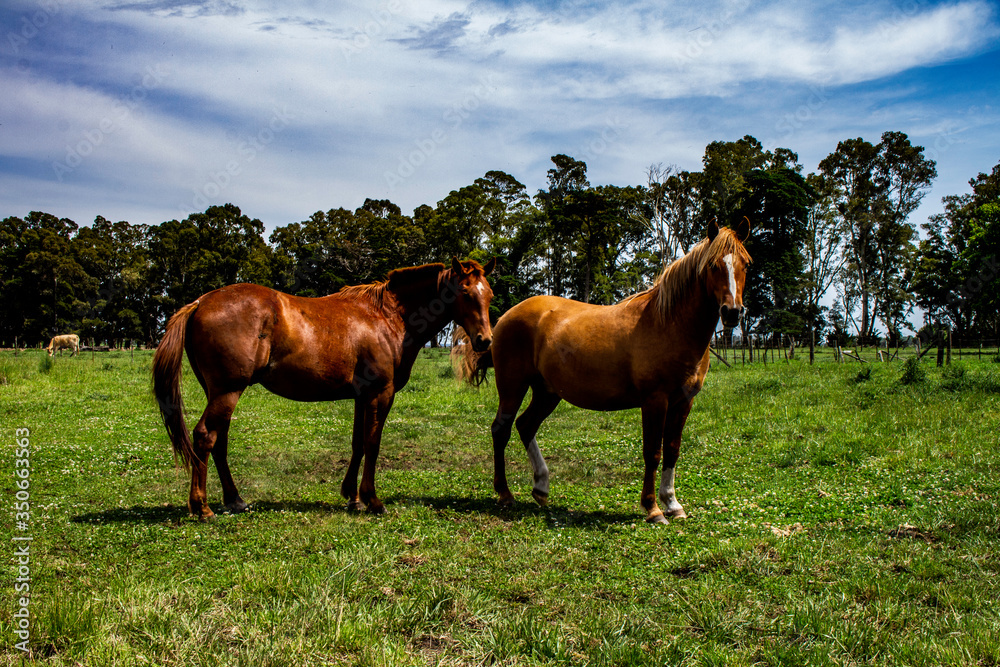 Horses in the field. Beautiful equine animal in its habitat. Large size animal for racing. Horses in the field. Beautiful equine animal in its habitat. Large size animal for racing.