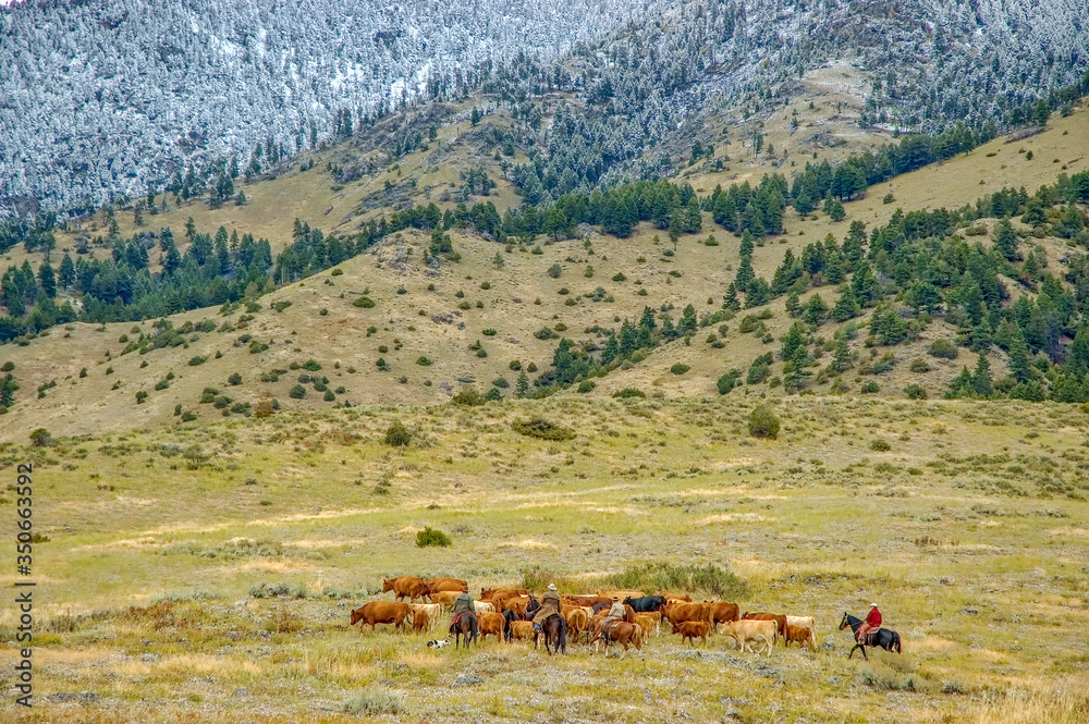 Fototapeta premium Montana cowboys cattle roundup