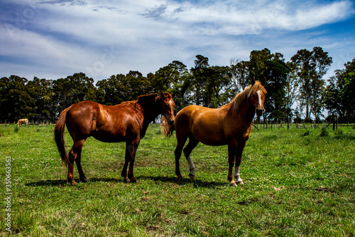 Horses in the field. Beautiful equine animal in its habitat. Large size animal for racing.
