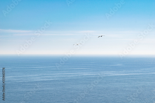 gulls flying at the edge of the cliffs with the ocean in the background