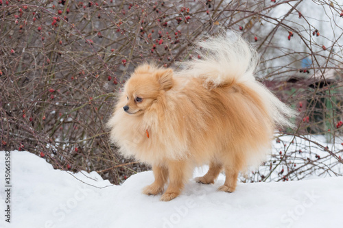 Cute deutscher spitz puppy is standing on a white snow in the winter park. Pet animals. © tikhomirovsergey