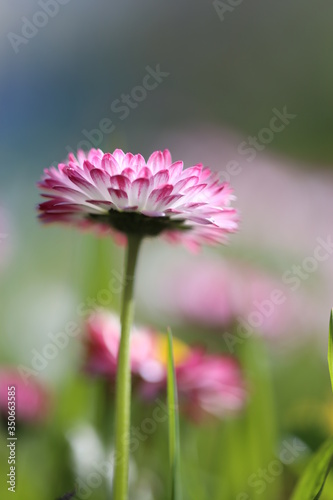 pink cosmos flower © Natalia