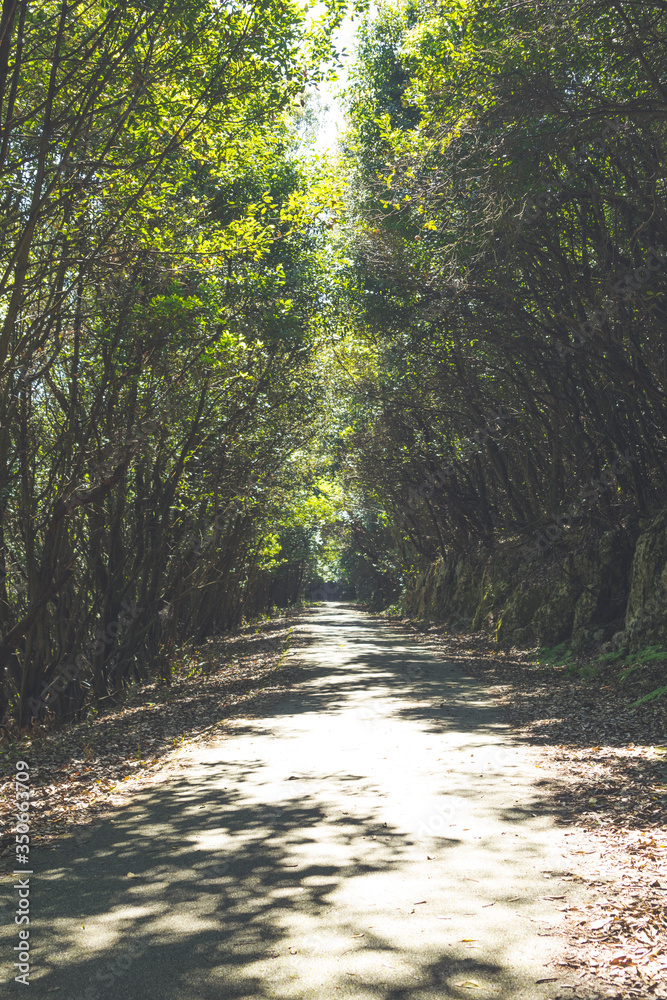 Fototapeta premium I walk in the forest surrounded by trees and the sun's rays enter between them, horizontally and vertically
