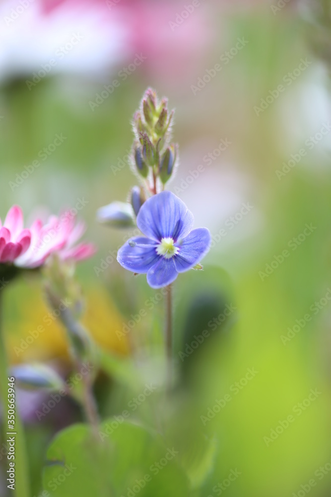 Fototapeta premium violet flower in the garden