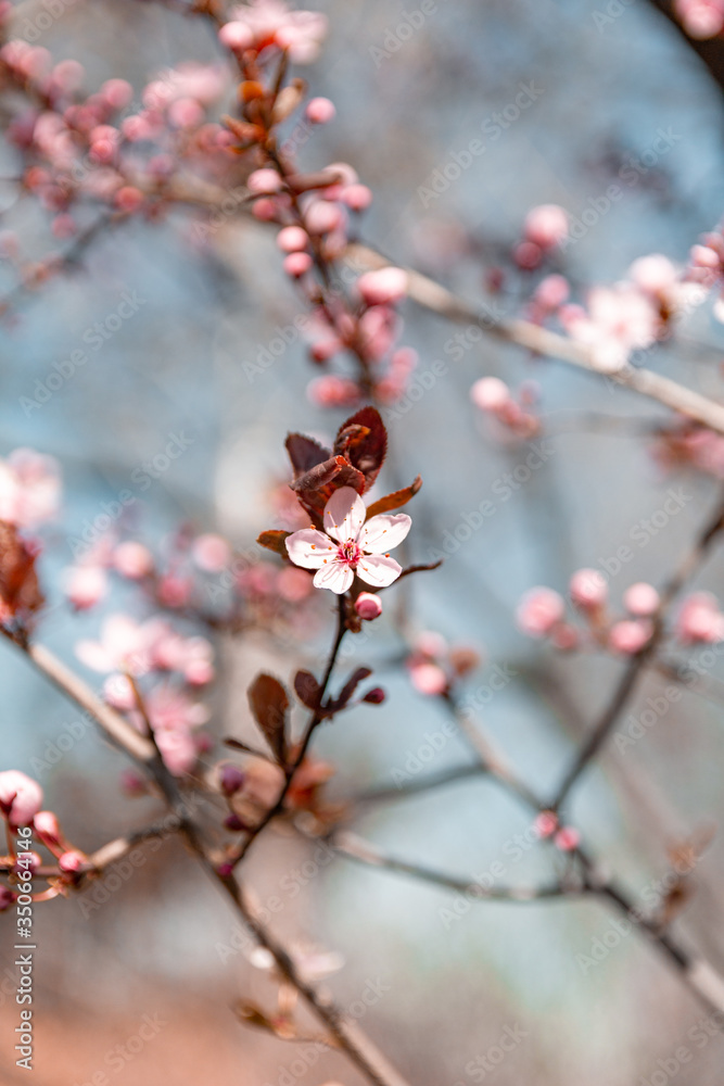 blooming pink flowers on tree on blue background blooming pink flowers on tree on blue background