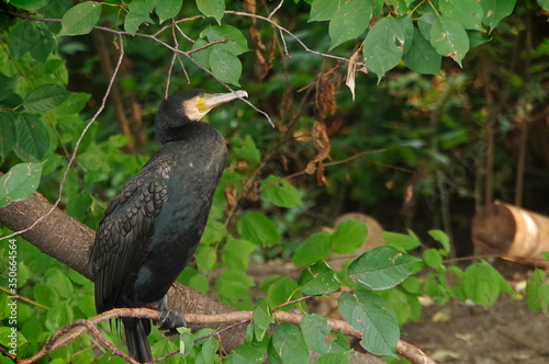 Cormorant in a thicket of trees sits on a branch. 
