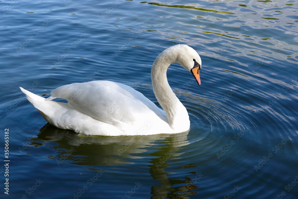 White swan on a background of blue water. White swan on a background of blue water.