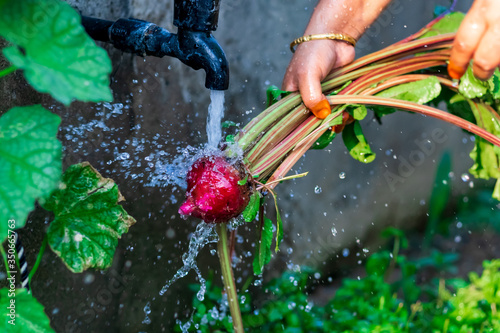 Wallpaper Mural Home Gardening Concept. Hand of middle-aged woman rinse mud with water from the freshly harvested beets or beetroot in backyard organic garden. selective focus Torontodigital.ca