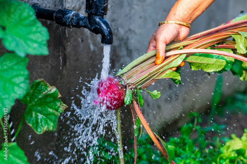 Wallpaper Mural Home Gardening Concept. Hand of middle-aged woman rinse mud with water from the freshly harvested beets or beetroot in backyard organic garden. selective focus Torontodigital.ca