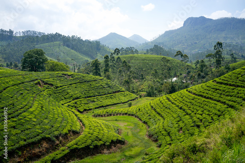 tea plantation in Sri Lanka