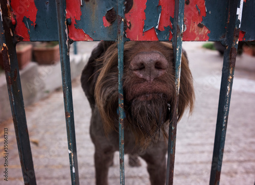 Dog in cage. Unhappy dog in a shelter. Portrait of a stray dog.