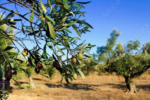 Greece, Attica, olives on olive tree branch. photo