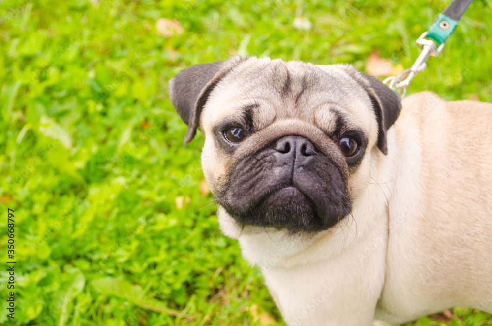 Pug on the field on a clear day with a spectacular expression on his face