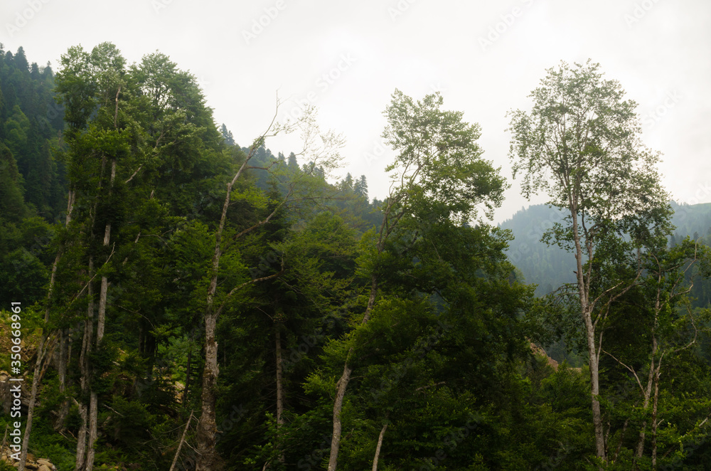 Green forest in the morning with mountains in the background
