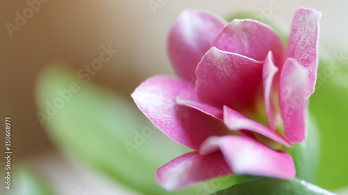 Kalanchoe flower with pink petals