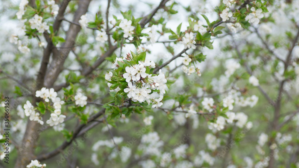 Branches of blossoming apricot macro Branches of blossoming apricot macro