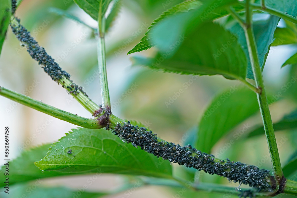 Aphid insect infestation on a tree branch
