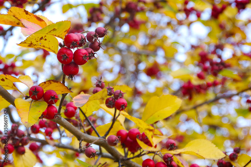 Red hawthorn berries on an autumn background. 