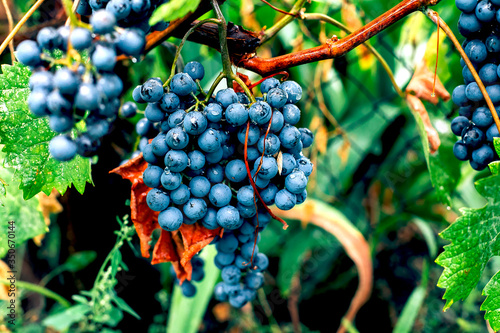 Purple grapes on branch. Summer and autumn harvest. Gardening, growing fruits, berries in the garden