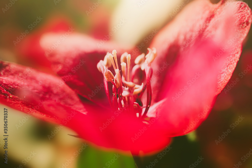 Red apple tree flower close-up, detailed macro photo. The concept of flowering, holiday. Image for banner, postcard. Red apple tree flower close-up, detailed macro photo. The concept of flowering, holiday. Image for banner, postcard.