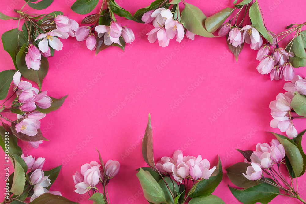 White pink flowers on a bright pink background. The concept of spring, summer, flowering, holiday, celebration. Image for banner, postcards. Copyspace.