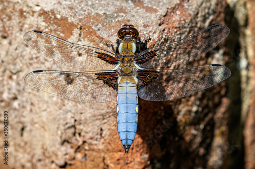 Close up of a  beautiful Dragonfly - Libellula Depressa - with striking blue abdomen photo