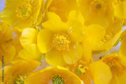 Yellow buttercups close up. Vivid image, copy space. The concept of spring, summer, flowering, holiday. © Ольга Холявина