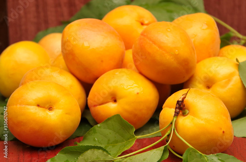 Harvest of ripe juicy golden apricots 