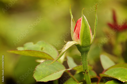 Tender pink rosebud in the garden against the green background 
