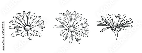 Set of vector decorative camomiles with rough shading. Ink drawing. Black and white elements for coloring. Collection of image of flowers for the design of ornaments  patterns  packaging  textiles