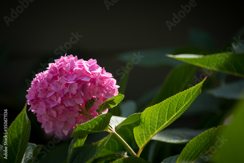 pink hydrangea flowers